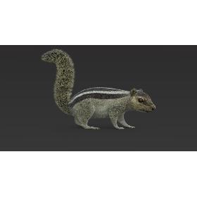 3D Squirrel 2 (Fur) Rigged model